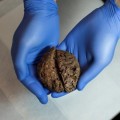 Hallados 45 cerebros conservados de forma natural en fosa de Guerra Civil