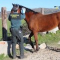 65 empresarios y funcionarios eran la red ilegal de carne de caballo