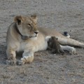 Por primera vez se fotografía a una leona amamantando a un cachorro de leopardo