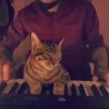 Un gato al que le encanta el piano