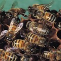 Las abejas pueden ayudar a restaurar el medio ambiente con rapidez