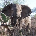 Un elefante mata a un turista español en Etiopía