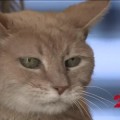 Fallece con 20 años el alcalde de Talkeetna (Alaska), el gato Stubbs [ENG]