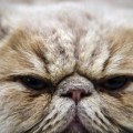 Japón: Muere una mujer contagiada del virus SFTSV por un gato