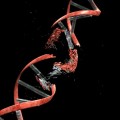 La causa de muchos cánceres son errores en el ‘corrector’ del ADN