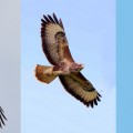 Como diferenciar 9 tipos de aves rapaces peninsulares