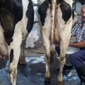 Cantabria registra un descenso en el número de vacas frisonas de casi el 50% desde el año 2000
