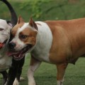 Holanda impone carnet y cursos para perros peligrosos y sus dueños