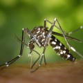 Guía científica básica para evitar que nos engañen con el enésimo repelente antimosquitos