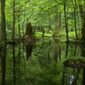 Polonia desoye a la UE y tala masivamente un bosque Patrimonio de la Humanidad