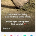 El último ejemplar macho de rinoceronte blanco del norte vive 24 horas escoltado en Kenia