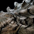¡Confirmado! Este impresionante fósil es una nueva especie de dinosaurio