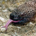 La saliva de un lagarto resulta una inesperada bendición para pacientes de Parkinson [ENG]