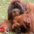 Muere Chantek, el famoso orangután que utilizaba lenguaje de señas para comunicarse