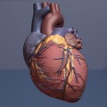La proteína que imita los efectos del ejercicio físico en el corazón