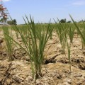 España camina hacia la peor sequía en 20 años