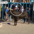 Un turista valenciano, en estado grave por una cornada al intentar sacar una foto con el móvil al toro en Calpe