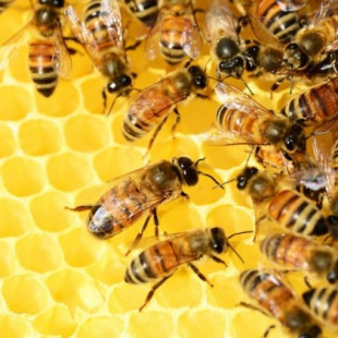 Otro hito en las habilidades matemáticas de las abejas: entienden el cero