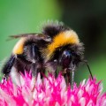 Los pesticidas impiden a los abejorros formar colonias