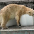 Así sobreviven los osos polares con 40º C en un zoológico