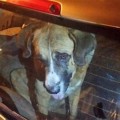 Mueren nueve de los diez perros que un joven dejó encerrados en su coche en Córdoba