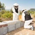 Un detenido y un imputado por envenenar a 16 millones de abejas en Montesa (Valencia)