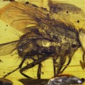 El fósil de una mosca arroja luz sobre su explosión durante el Cenozoico