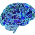 Científicos revelan cómo el cerebro humano detecta la "música" del habla