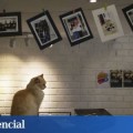 ¿Moda o comodidad? Madrid duplica en tres años los gatos mascotas: ya son 73.400