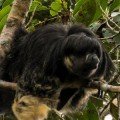Captan a misterioso animal amazónico por primera vez en 80 años [En]