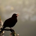 Investigadores desarrollan un dispositivo simple para recrear complejos cantos de pájaros (ENG)