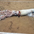 Un calamar gigante sorprende a los bañistas del Sablón en Llanes