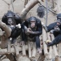 Los chimpancés muestran un sentido de justicia ancestral
