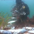 Millares de peces muertos en los alrededores de la Isla de Toralla en Vigo (gal)