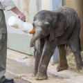 Nace en Cabárceno el segundo elefante africano en menos de un mes