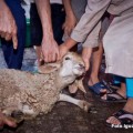 La Ley Cero prohibe el sacrificio de animales por motivos religiosos