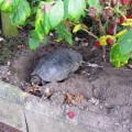 Denunciados por taladrar el caparazón de su tortuga y atarla para irse de vacaciones