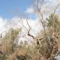 Nuevos positivos de Xylella fastidiosa en 26 parcelas de almendros en la provincia de Alicante