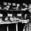 El castigo que sufrieron las dos únicas palomas declaradas prisioneros de guerra