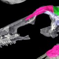 Científicos rastrean la transición cerebro-cráneo de los dinosaurios a las aves (ENG)