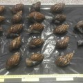 Intervenidos 22 caracoles gigantes africanos de una especie invasora dentro de una maleta en el aeropuerto de Bilbao
