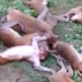 Mueren doce monos a la vez tras sufrir un ataque al corazón al ser asustados por un tigre