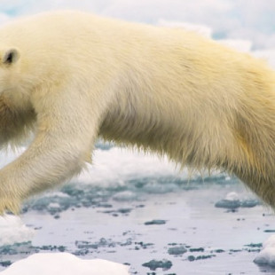 ¿Por qué los osos polares tienen tres párpados?