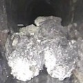 Fatberg 'monstruoso' bloquea un tunel de alcantarillado en Londres [eng]