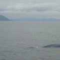 Confirman el avistamiento “histórico” de una ballena azul en las Rías Baixas [gl]