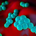 Científicos del CSIC descubren que las bacterias de una infección proliferan de forma organizada