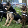 Perros adiestrados de la Policía Nacional se niegan a buscar las urnas del 1-O