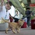 Japón ha inaugurado el primer tren con un café gatuno porque el mundo lo necesitaba (aunque no lo supiera)