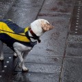 Policía Nacional advierte de que el azufre es tóxico y no evita que los perros orinen en la calle