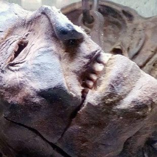Cabeza momificada del Vampiro de Dusselford ENG